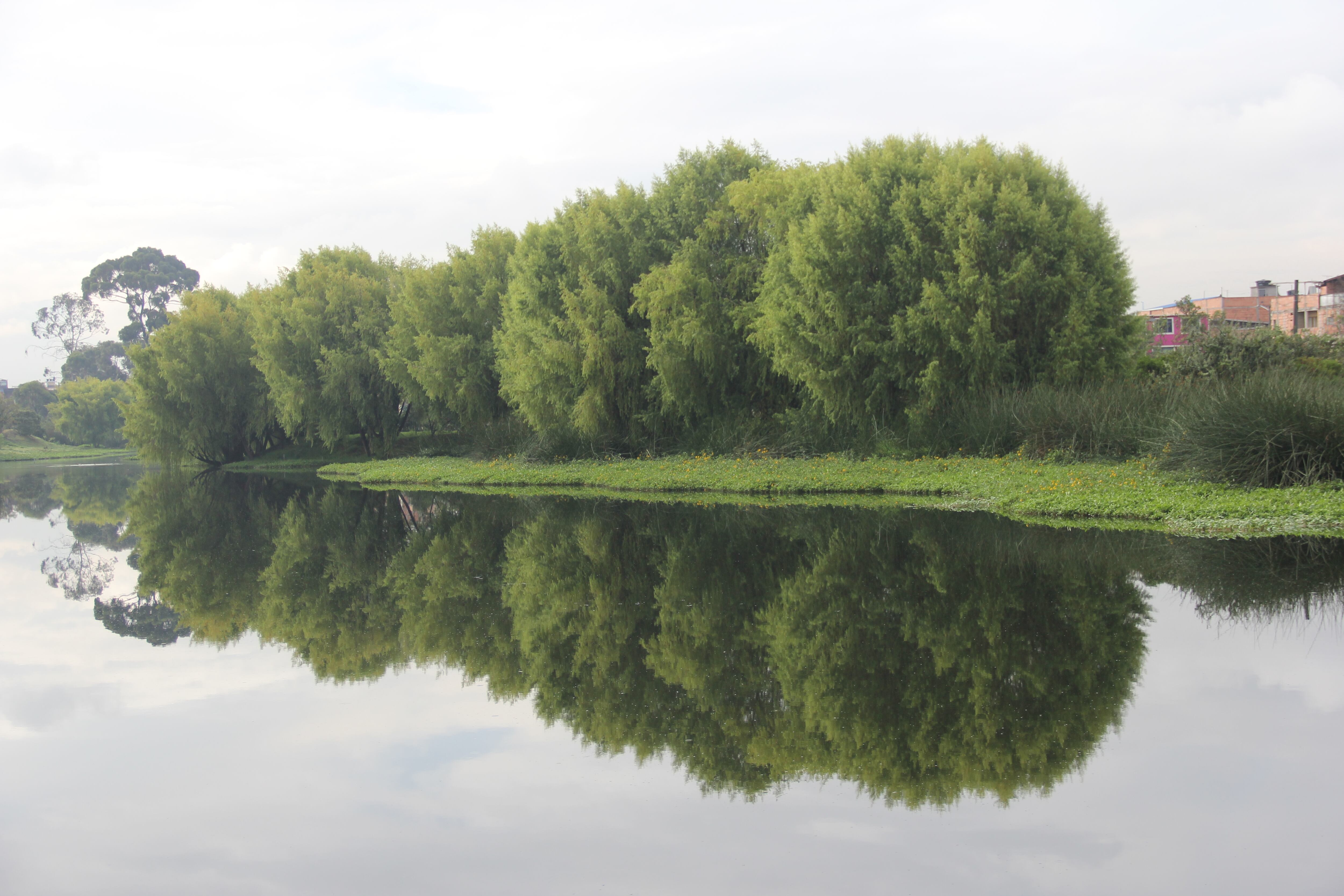 Los humedales son ecosistemas claves en la capital. Miles de especies migratorias llegan a estos cuerpos de agua durante el año.
