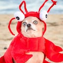 Graciosos, atrevidos, tiernos y especialmente cómodos.