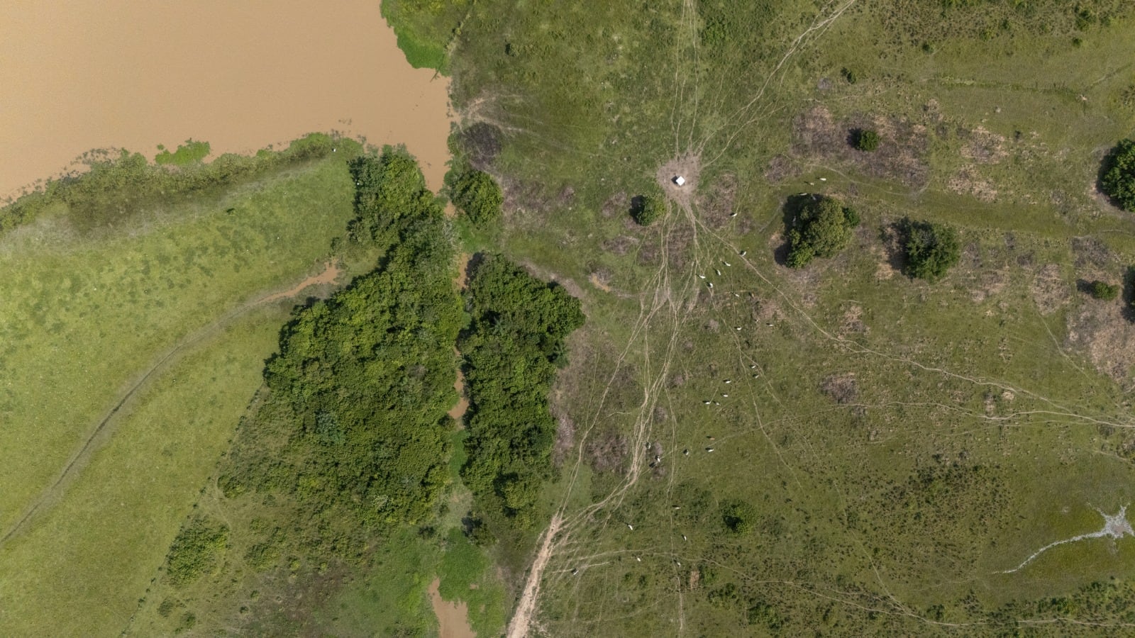 Hatos ganaderos tradicionales de Paz de Ariporo: grandes reservorios de biodiversidad en la Orinoquia