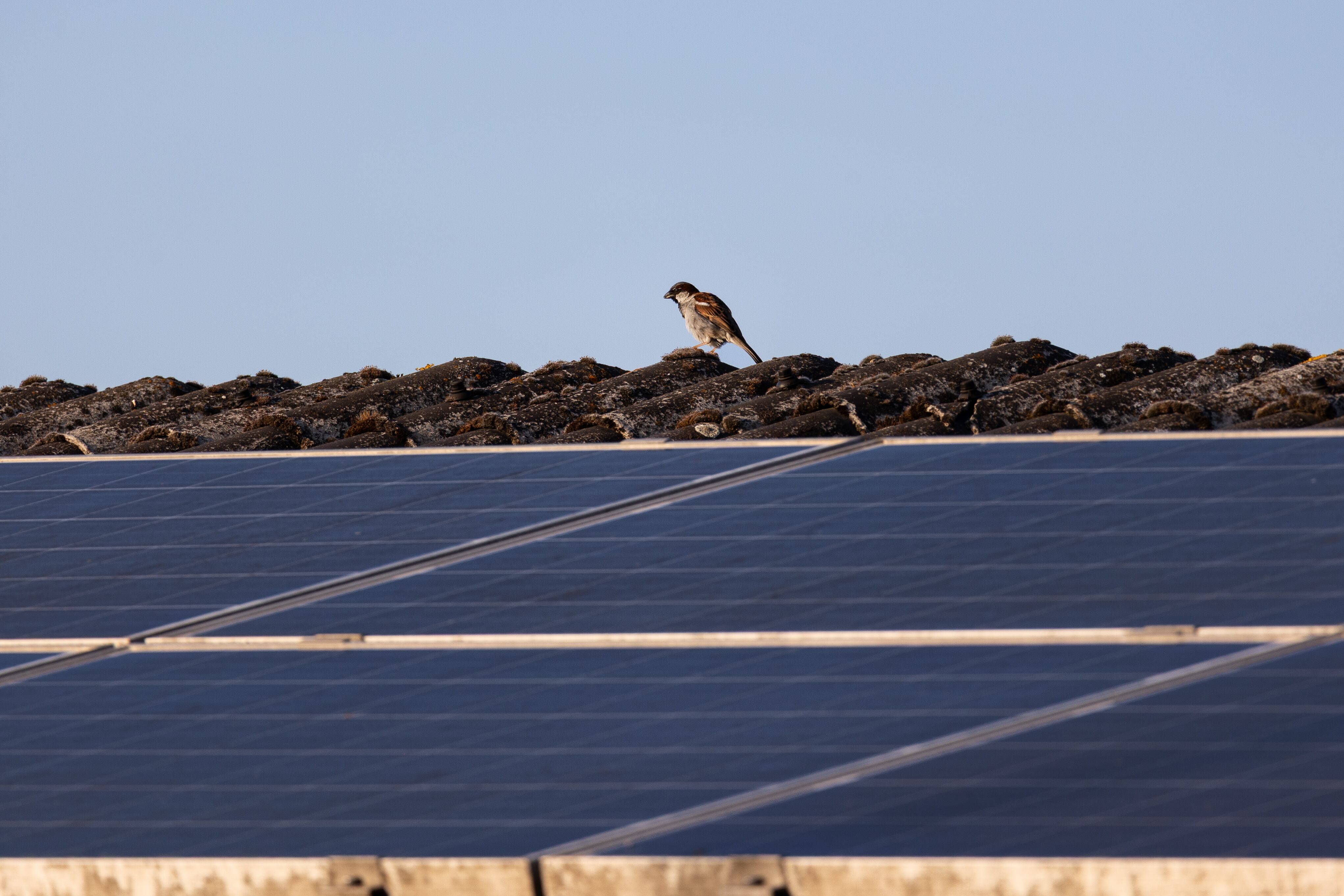 Para 2050, Colombia tiene la meta de alcanzar la carbono-neutralidad.