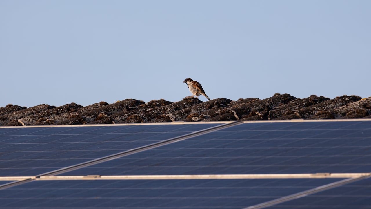 Para 2050, Colombia tiene la meta de alcanzar la carbono-neutralidad.