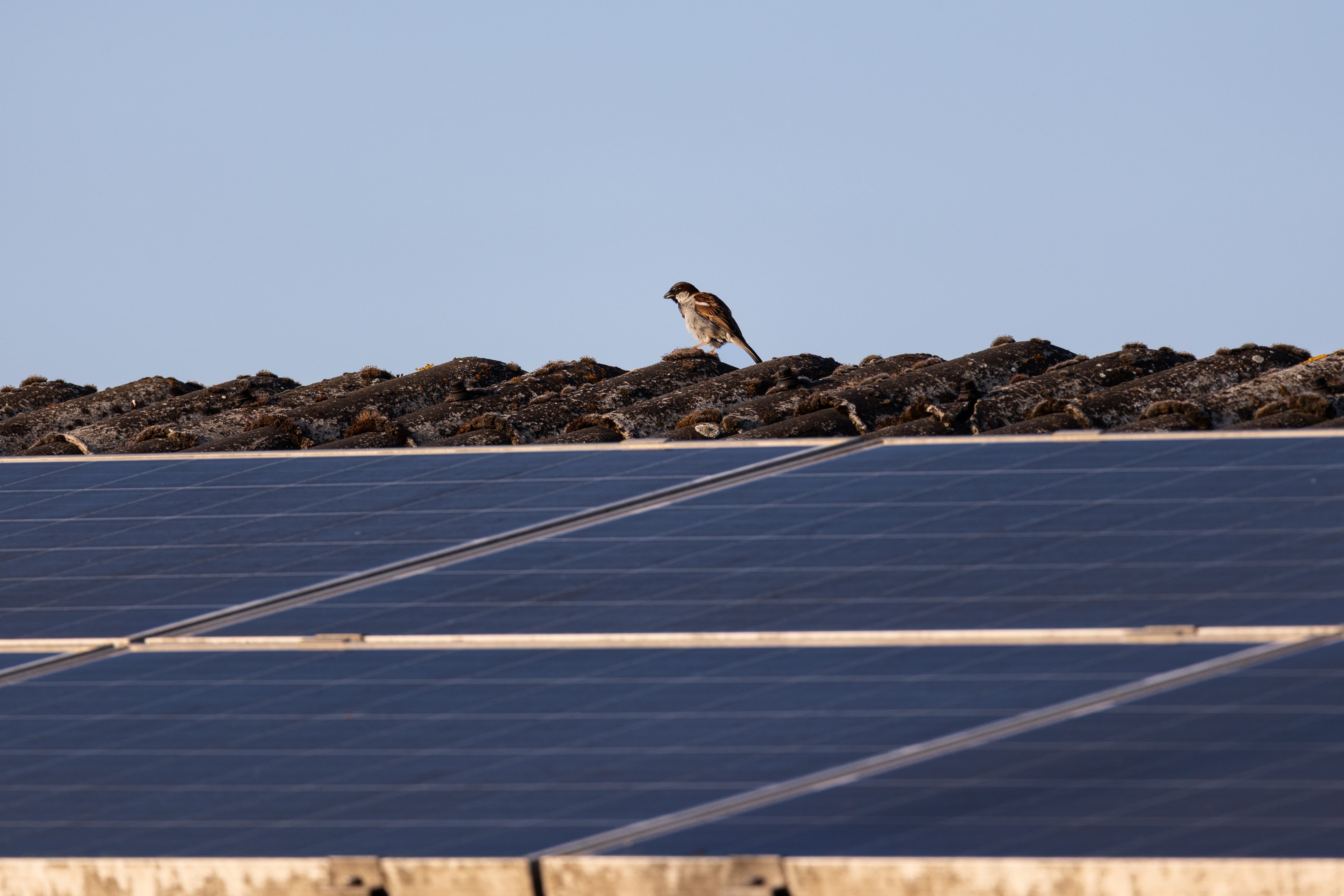 Para 2050, Colombia tiene la meta de alcanzar la carbono-neutralidad.