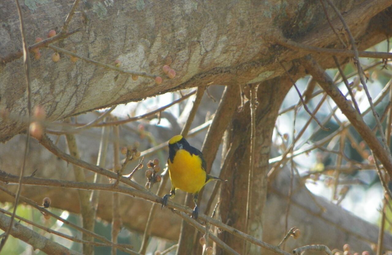 En el libro rojo de Aves de Colombia realizado por el Ministerio del Medio Ambiente, el Instituto Humboldt y la Universidad Javeriana, se encontró que cerca de 72 especies de aves están amenazadas, 27 de ellas son endémicas, dos probablemente ya están extintas, nueve afrontan peligro crítico, 30 se encuentran en riesgo y 31 en grado de vulnerabilidad. Foto: Eufonia Gorgiamarilla - Cortesía Luis Naranjo - Reserva Sol y Luna.