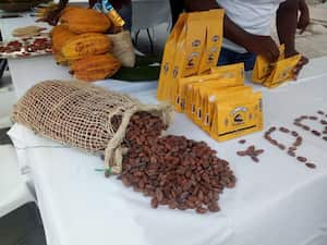 La Asociación Porvenir Campesina trabaja en la tecnificación del proceso de cacao con el objetivo de comercializar más adelante chocolatería fina.