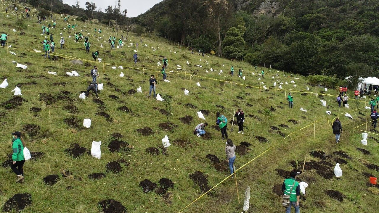 La siembra de árboles es una de las propuesta que se promueven desde los gobiernos nacional, departamentales y locales para proteger el medio ambiente. En la imagen siembra árboles Ciudad Bolívar.