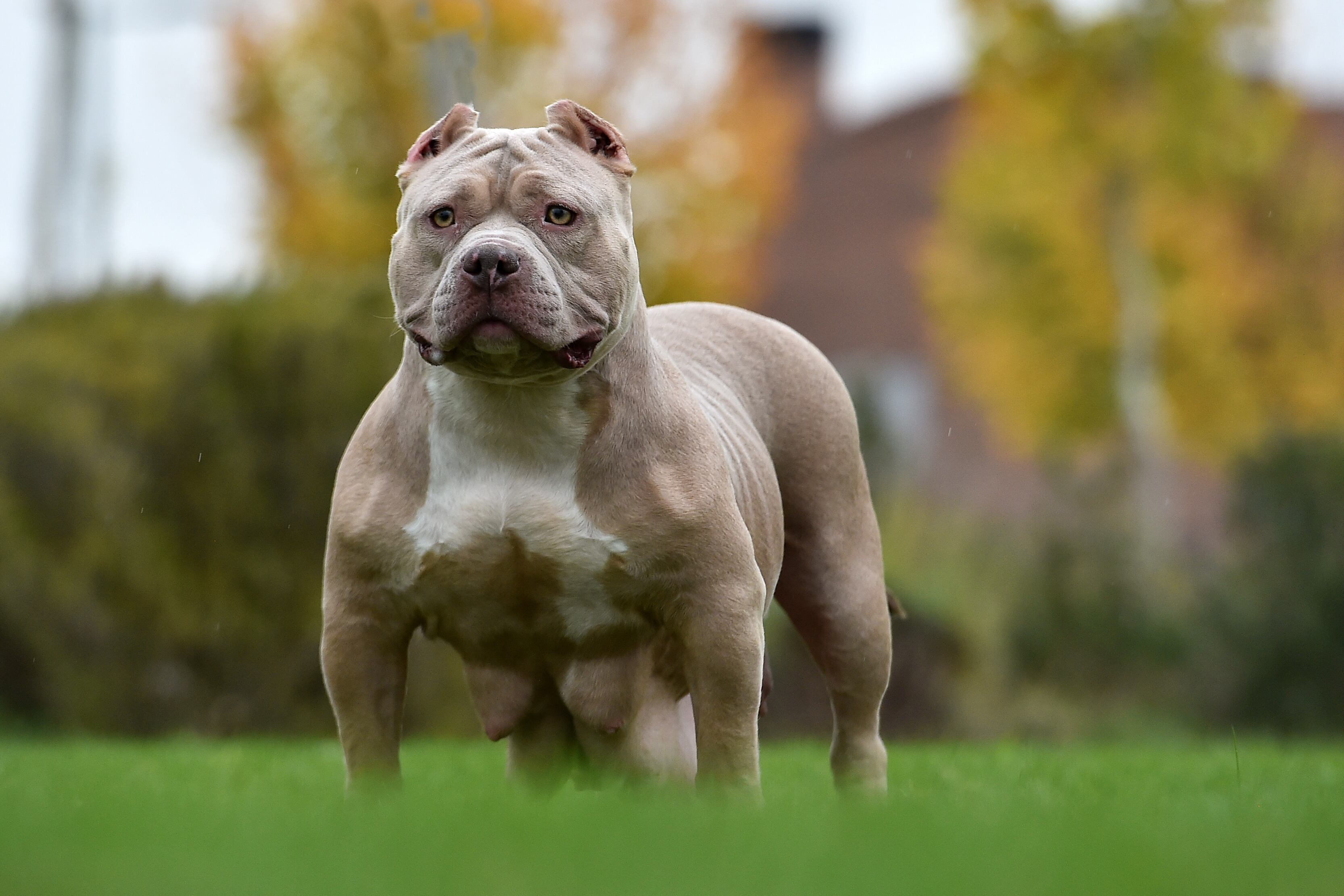 Reino Unido avanza en prohibición de la raza American XL Bully