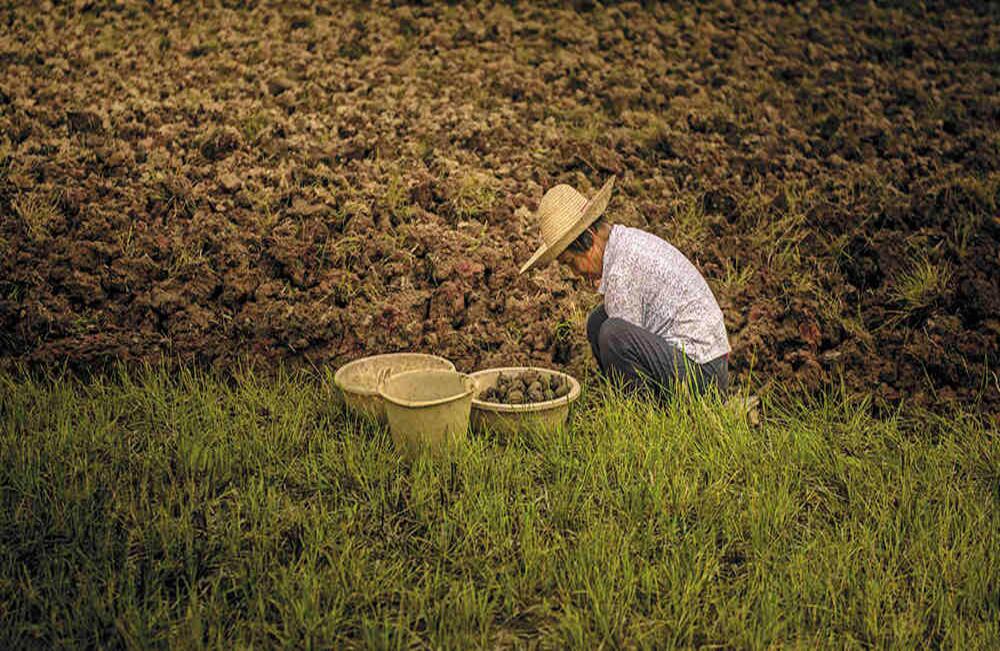 China tiene 119 millones de hectáreas cultivables. Foto: Esteban Toro Martínez.
