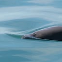En esta imagen difundida por la Oficina Nacional de Administración Oceánica y Atmosférica de Estados Unidos se ve a una vaquita marina. La Marina de México dijo el miércoles 30 de agosto de 2023 que está planeando expandir la zona en la que hunde bloques de hormigón con ganchos metálicos en la parte superior para atrapar las redes que causan la muerte de la vaquita marina. (Paula Olson/NOAA via AP, Archivo)