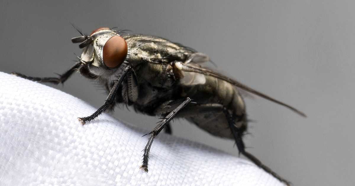 Estos insectos “se sienten atraídos por las malas energías".