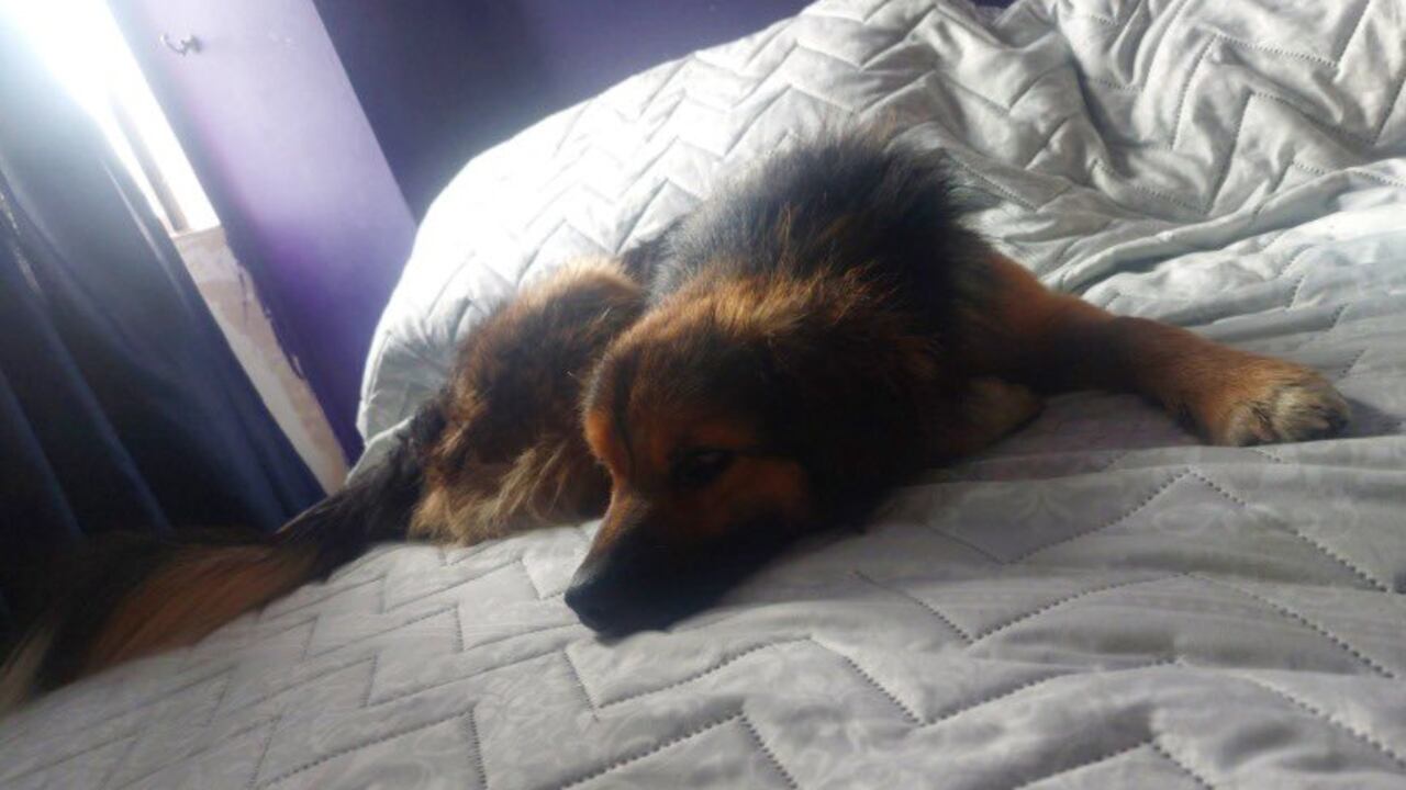 Este perrito fue abandonado en Homecenter de Cedritos, al norte de Bogotá