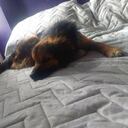 Este perrito fue abandonado en Homecenter de Cedritos, al norte de Bogotá