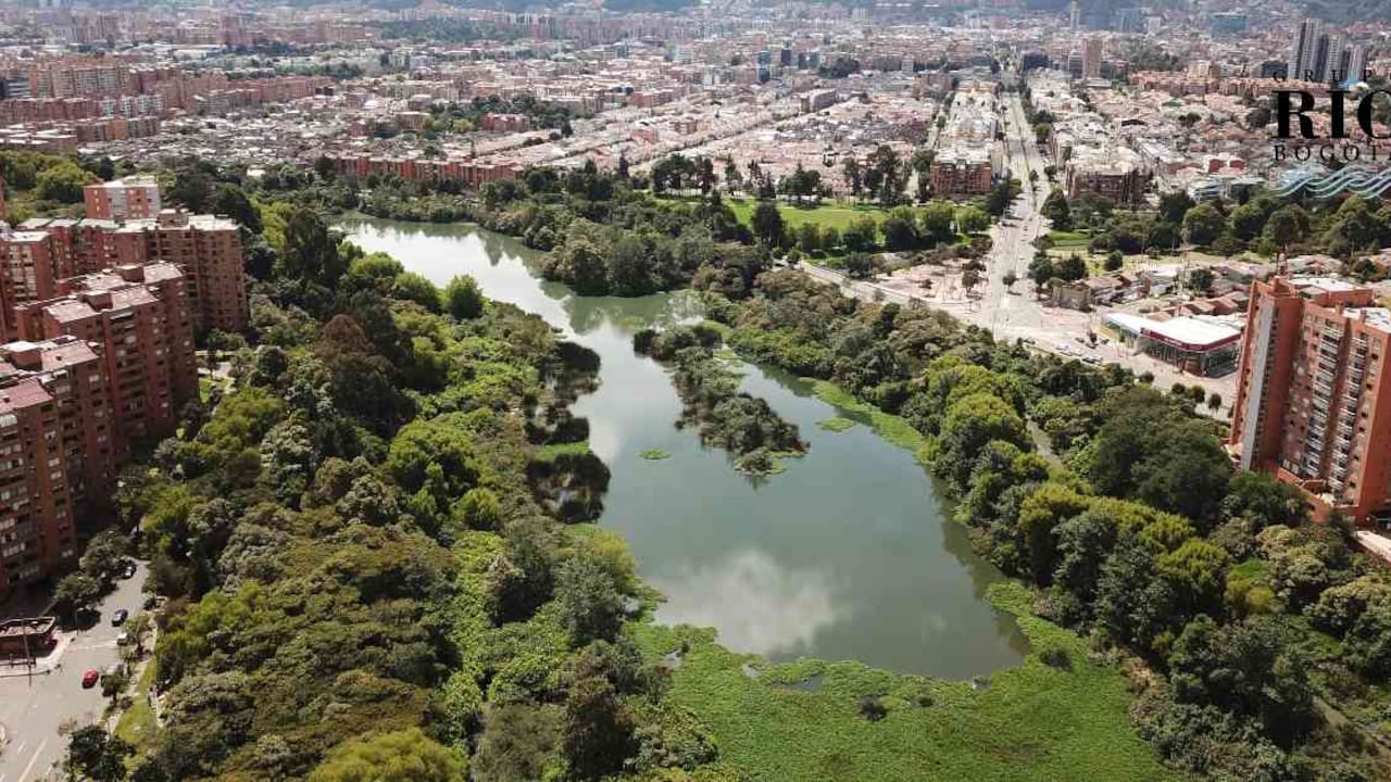 Córdoba es el humedal líder en aves en Bogotá, con un total de 152 especies registradas. Foto: Nicolás Acevedo Ortiz.