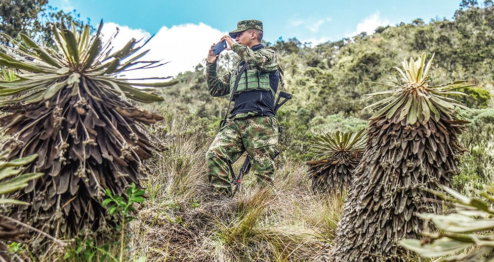 TamañoLos frailejones crecen entre 1 y 2 centímetros por año. Pueden tardar 100 años en alcanzar un metro de alto por la poca presencia de oxígeno de los páramos, debido a la alta presión que ejerce la atmósfera en esa altitud (de 2.900 a 5.000 metros sobre el nivel del mar). 