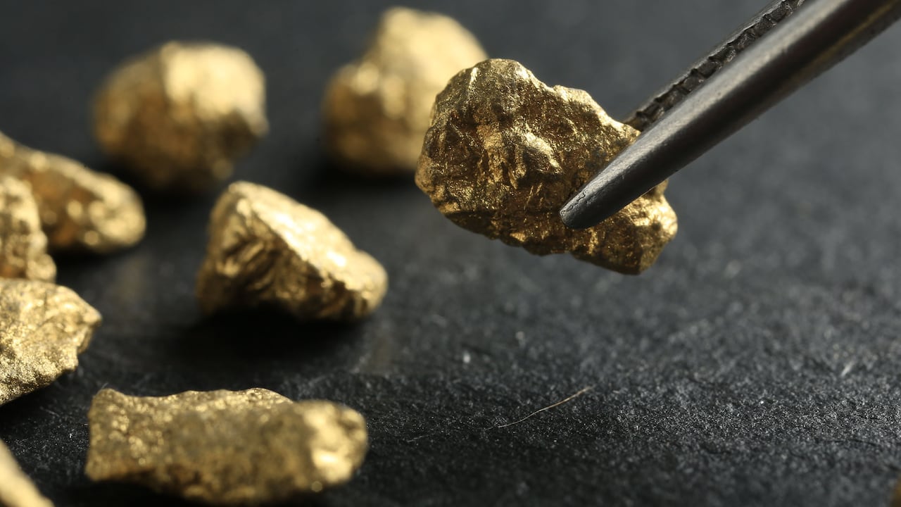 El Fusarium oxysporum puede disolver trazas de oro y reconcentrarlas en su superficie.