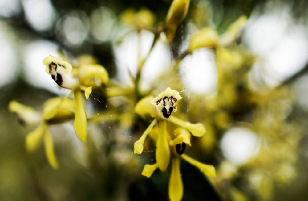 En este lugar crecen 40 especies de orquídeas, muchas de ellas son miniatura. Foto: Sebastián Morillo 