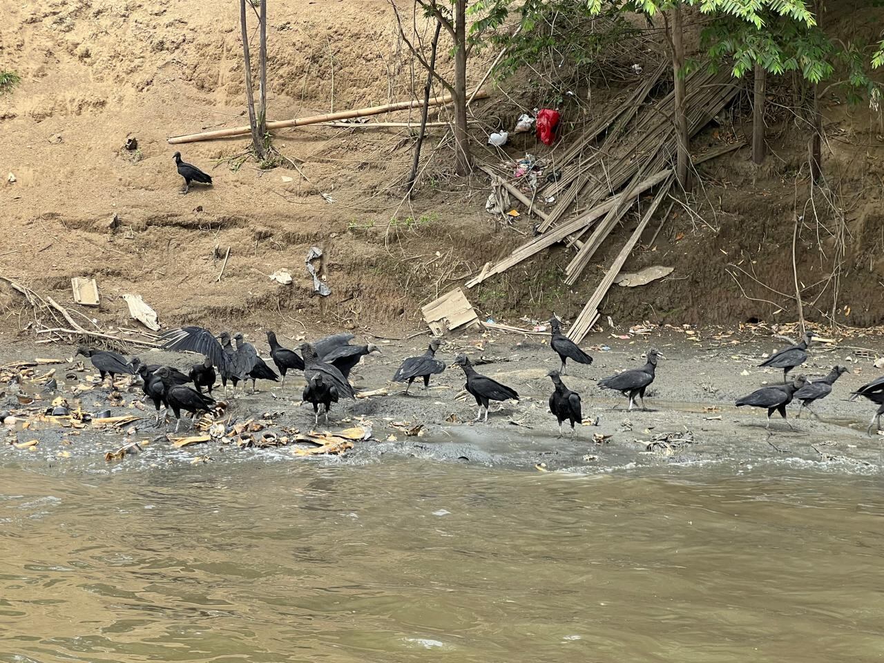 Hallazgo sobre el Río Cauca de caballos sacrificados.