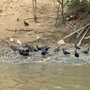 Hallazgo sobre el Río Cauca de caballos sacrificados.