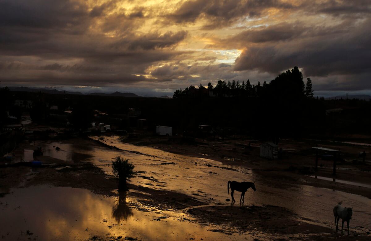 Caballos caminan a través del agua que dejaron inundaciones en Moapa, Estados Unidos. (AP)