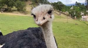 Los cuidadores de los animales en los zoológicos han tenido que realizar actividades extras para impedir el aburrimiento de las especies. Foto: Guátika