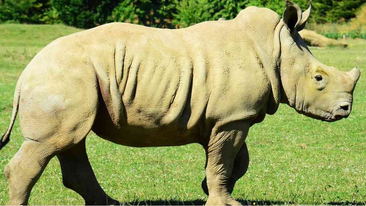 El rinoceronte blanco es una de las cinco especies de estos animales que habitan en el planeta. Foto: Pixabay