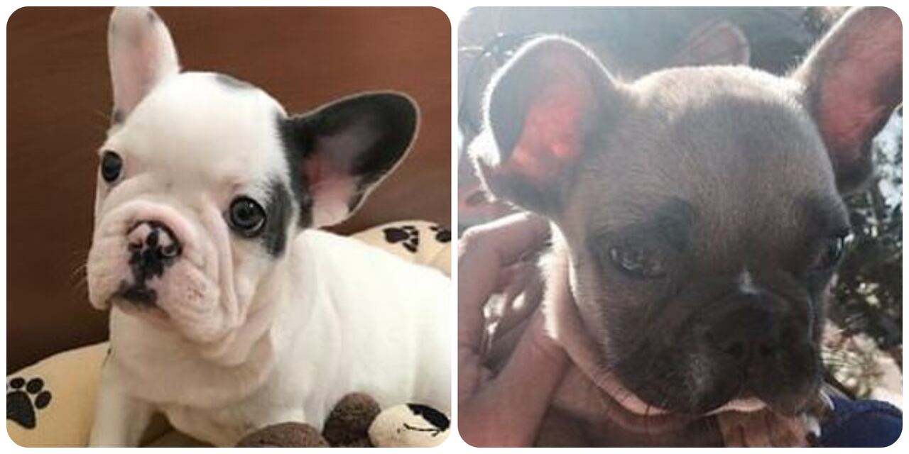 Gustav y Koji son bulldog franceses, una raza muy apetecida por los ladrones, porque son fáciles de llevar y muy caros.