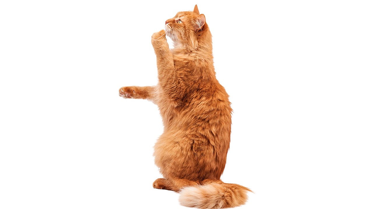 Colombia avanza en la protección animal