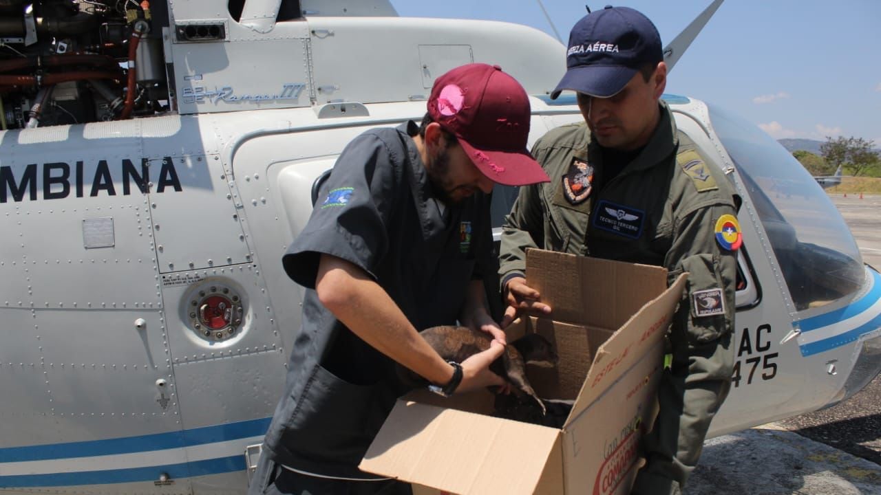 La nutria fue rescatada en el departamento de Arauca.