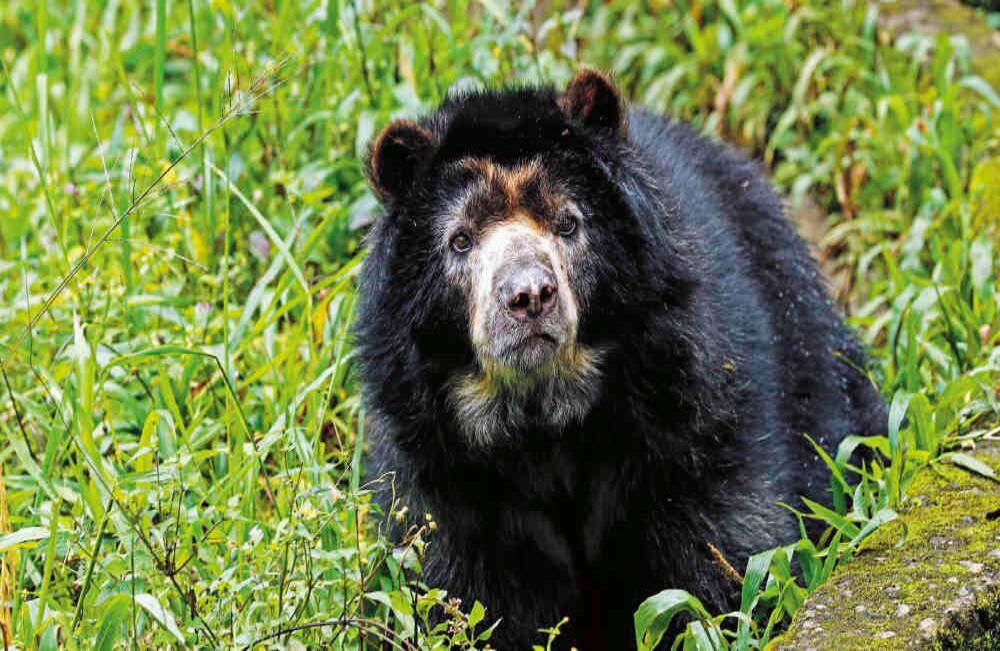 El triunfo final del oso Chucho: Este oso de anteojos, nacido en una reserva en Manizales, se convirtió en el primer animal en Colombia en recibir un Habeas corpus de la corte. Eso desató un álgido debate sobre si los animales deberían ser sujetos de derechos como los seres humanos. Foto: León Darío Peláez / SEMANA