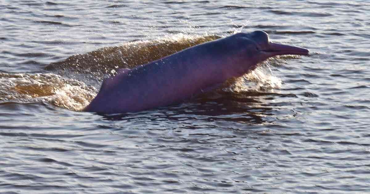 Delfines rosados/Fernando Trujillo- Fundación Omacha 
