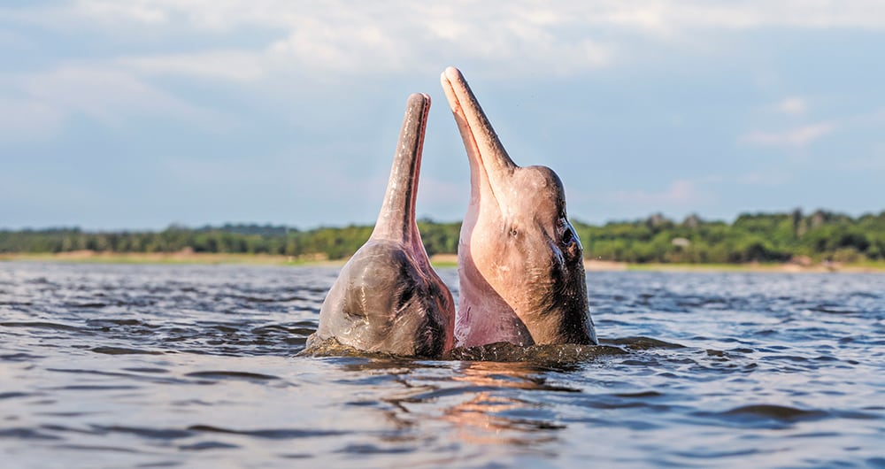 Conozca el Amazonas haciendo rafting y podrá tener un  encuentro con los famosos delfines rosados.