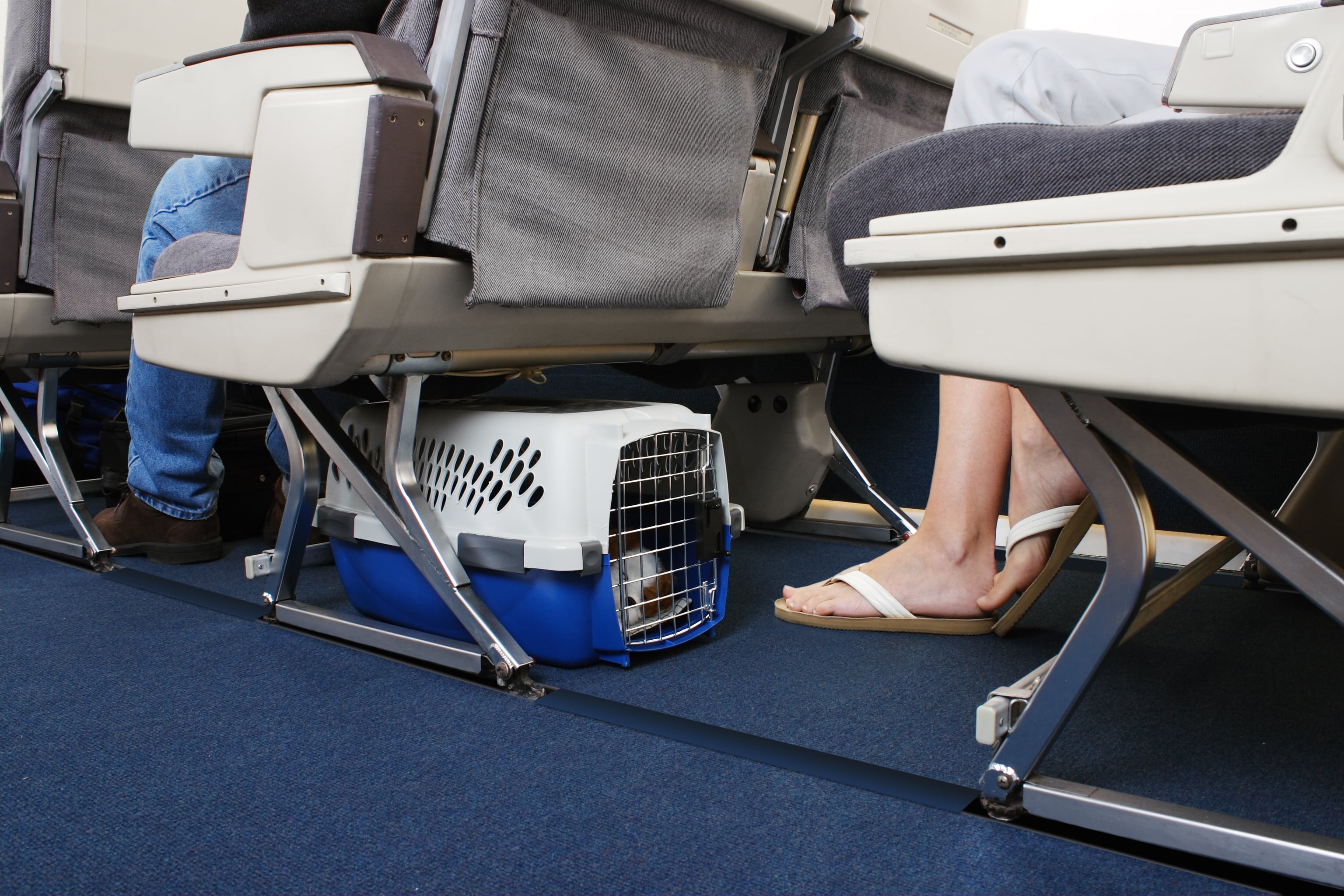 ¿Se debe o no sedar a un perro que va a viajar en la cabina del avión?