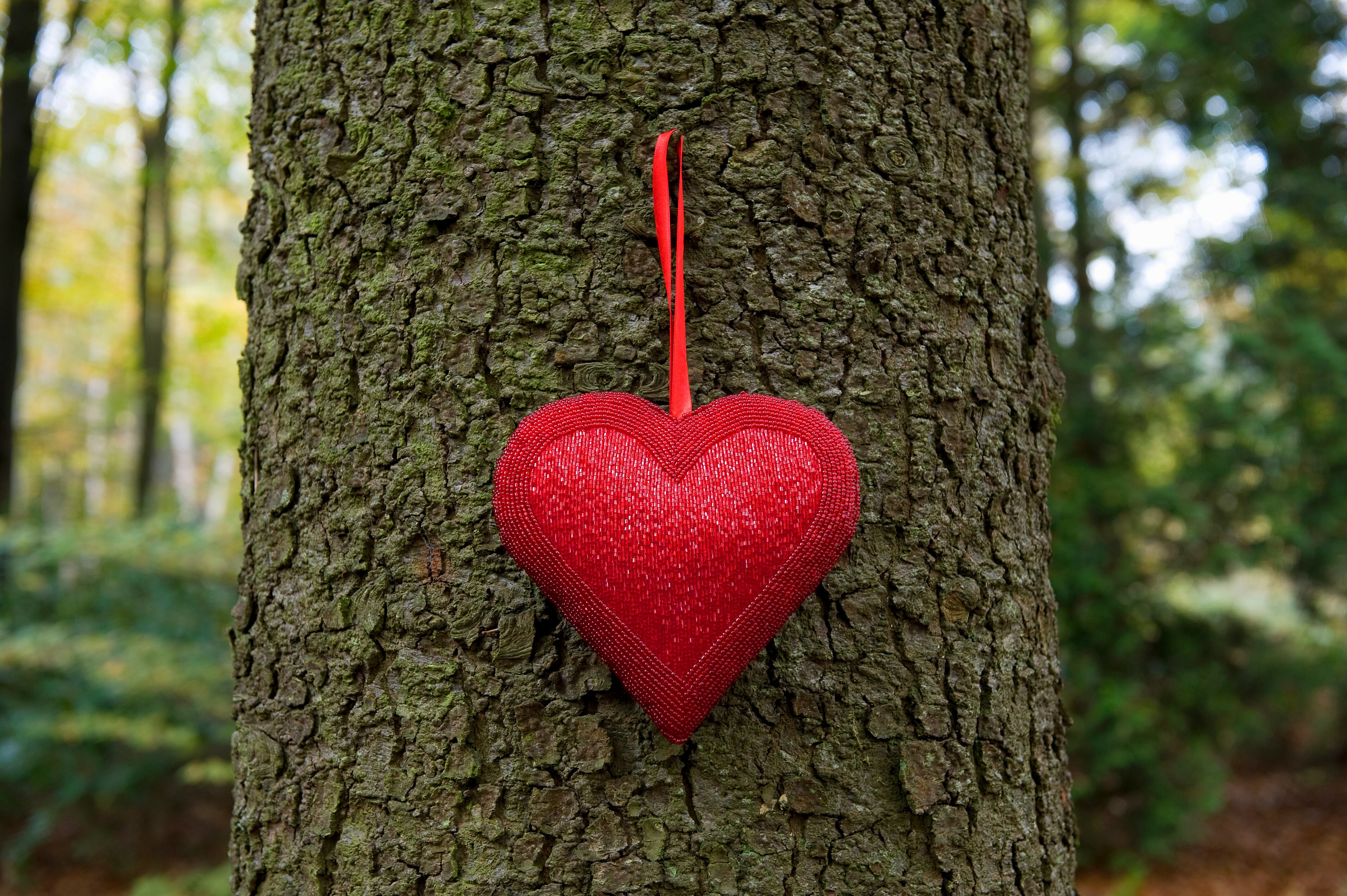 decorative red heart hanging on tree trunk in autumn woodland