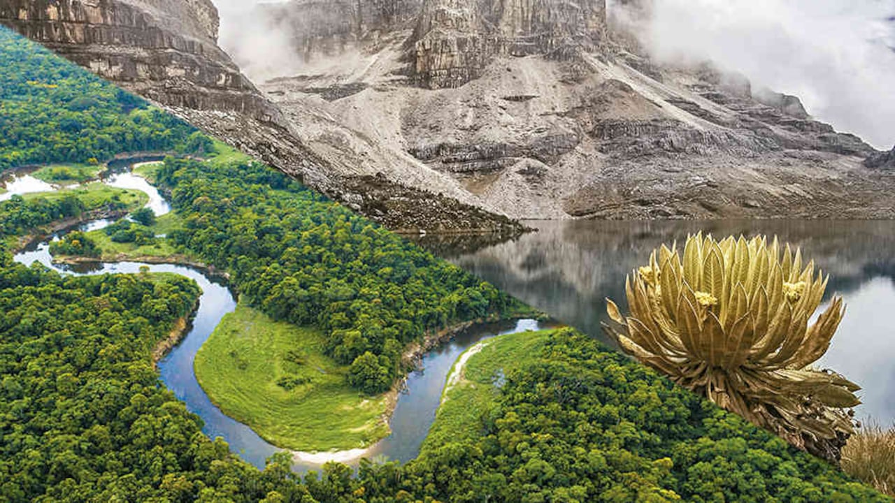 Los bosques y los páramos son ecosistemas cuya protección es fundamental para el bienestar no solo del medioambiente sino de la sociedad en general.