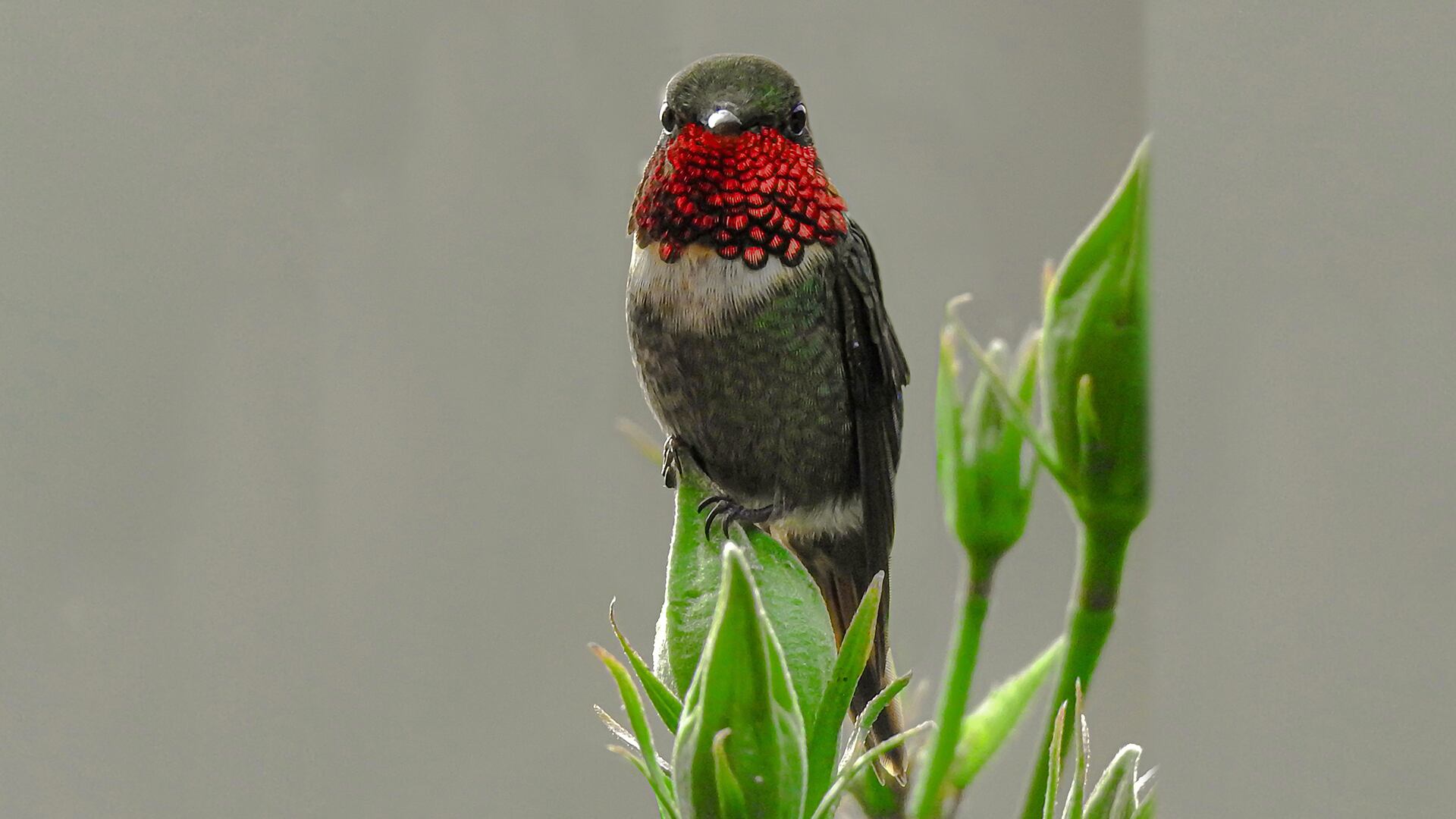 Tucusito garganta rosa (Chaetocercus jourdanii).