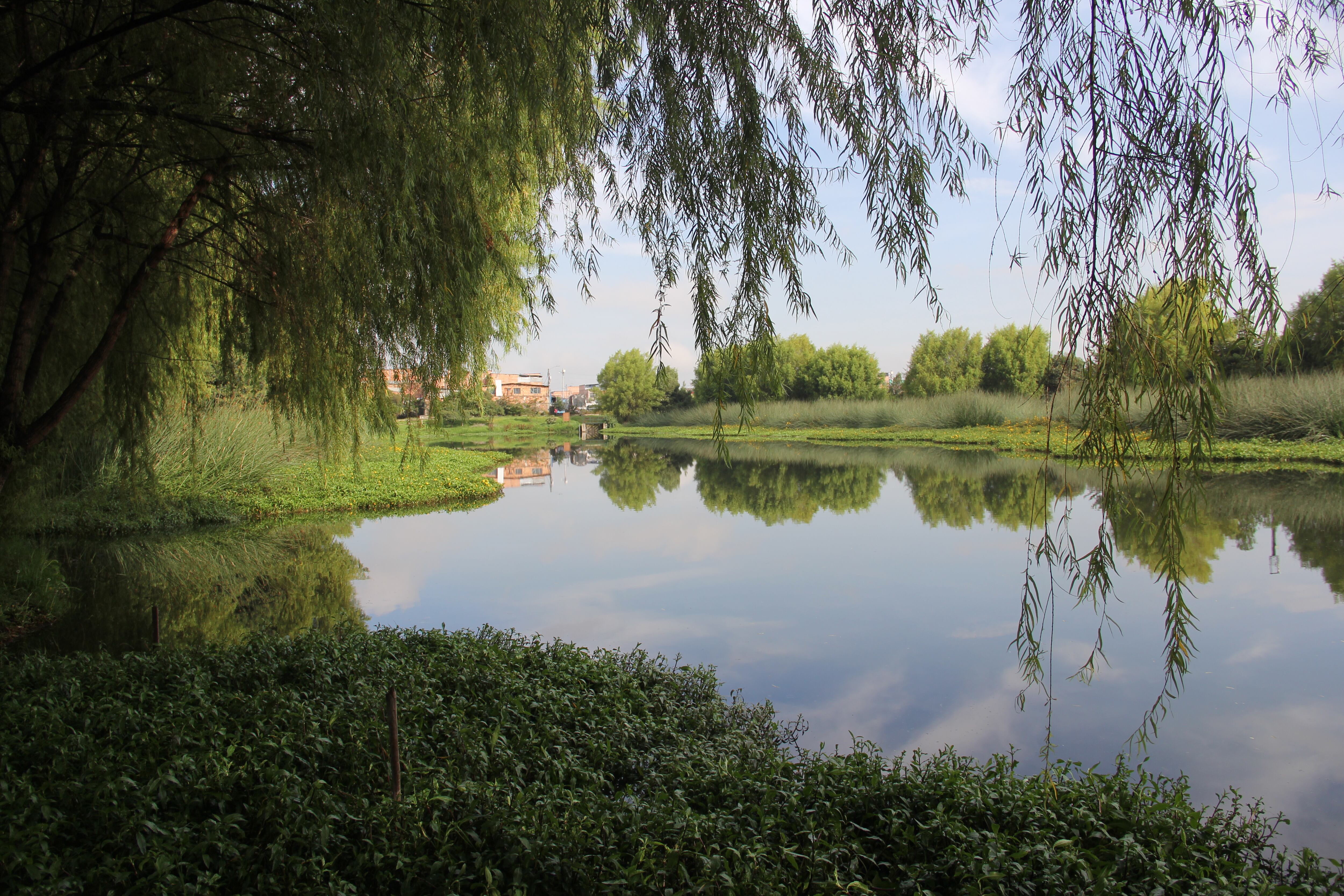 El humedal La Vaca está ubicado en la localidad de Kennedy, en Bogotá.