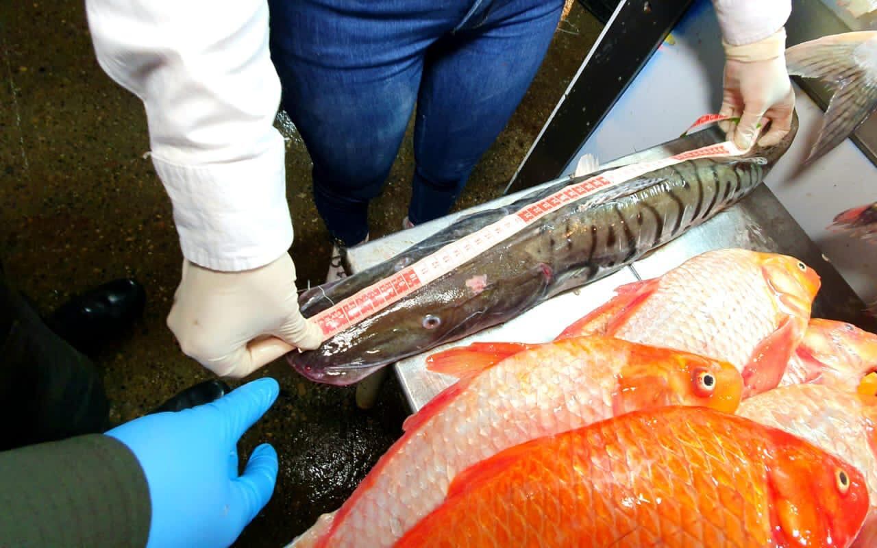 Uno de los detalles que se revisa en el producto es el tallaje.