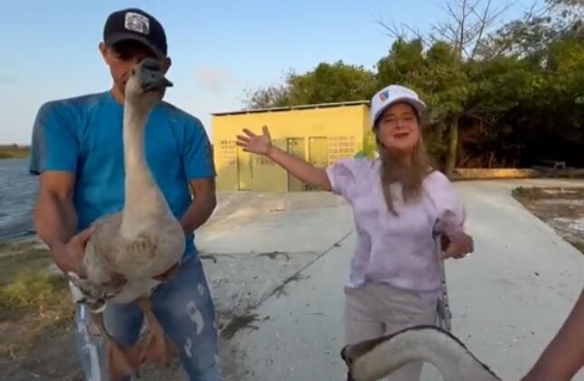 La gobernadora del Atlántico presentó las nuevas especie del Lago de los Cisnes.