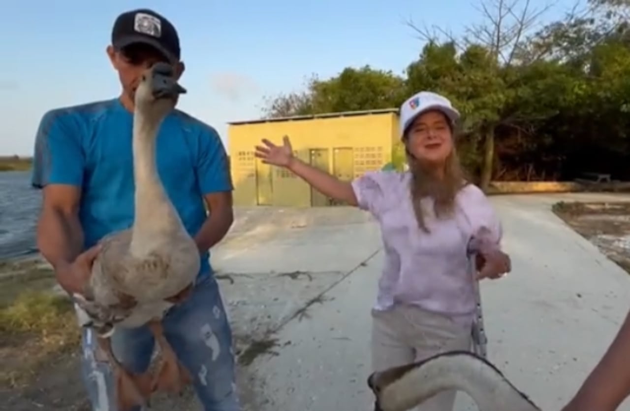 La gobernadora del Atlántico presentó las nuevas especie del Lago de los Cisnes.