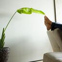 Se pueden elevar las piernas en cualquier superficie por varios minutos para descansar las piernas.