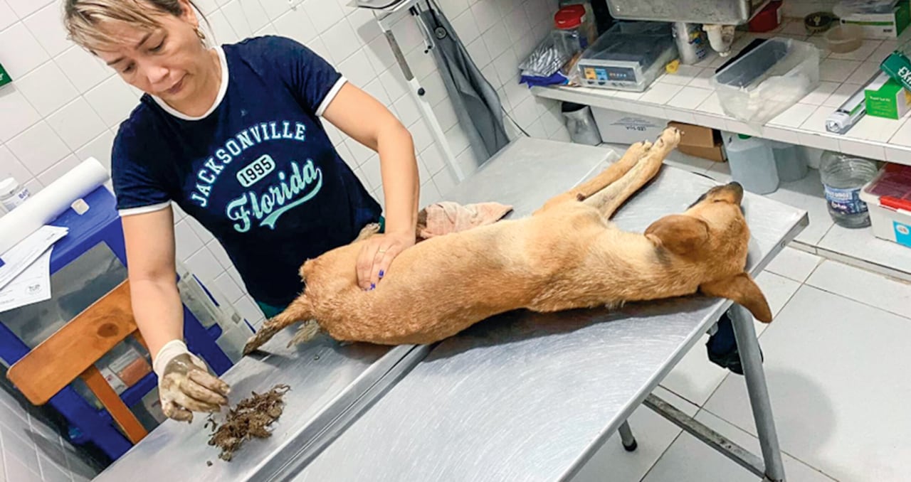 En 2024 se han conocido más de diez casos de violaciones a perros en diferentes regiones del país.