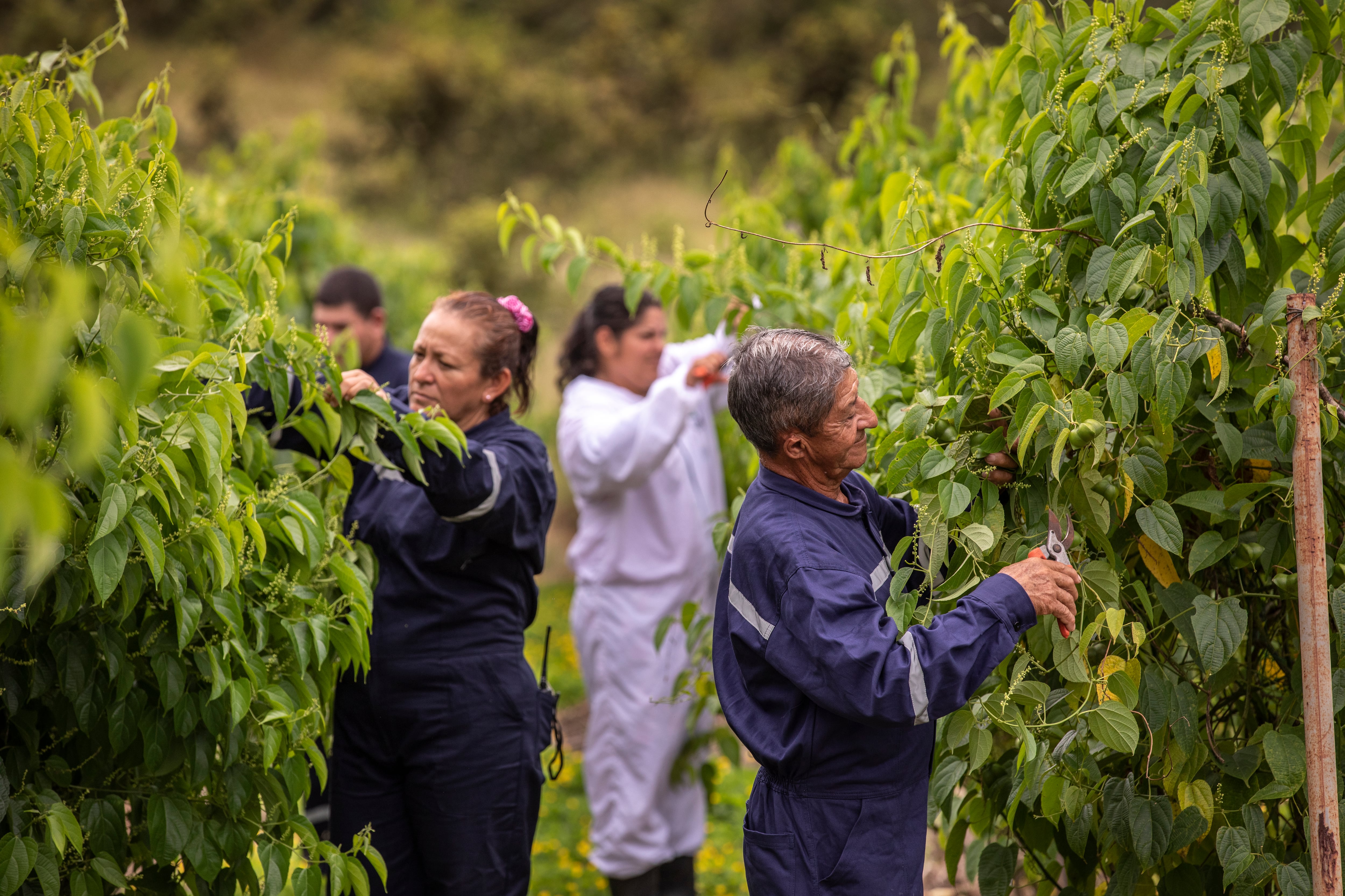 Las mujeres han tenido un rol prominente en el cultivo de Sacha Inchi en las regiones del país.