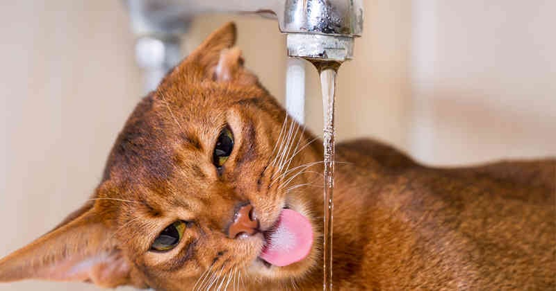 Si un gato bebe mucho líquido, se le debe prestar atención.
