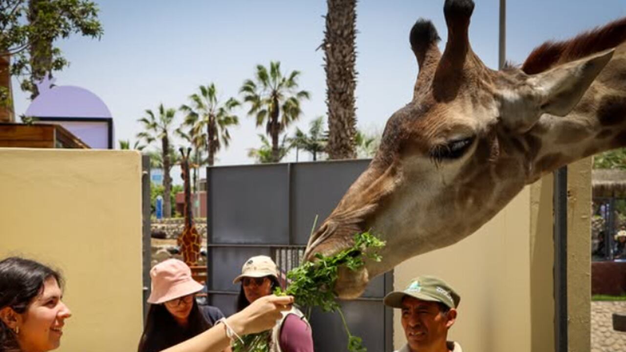 Parque de las Leyendas en Lima, un lugar para conocer la fauna de Peruana