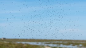 Los mosquitos son los principales transmisores de esta enfermedad.