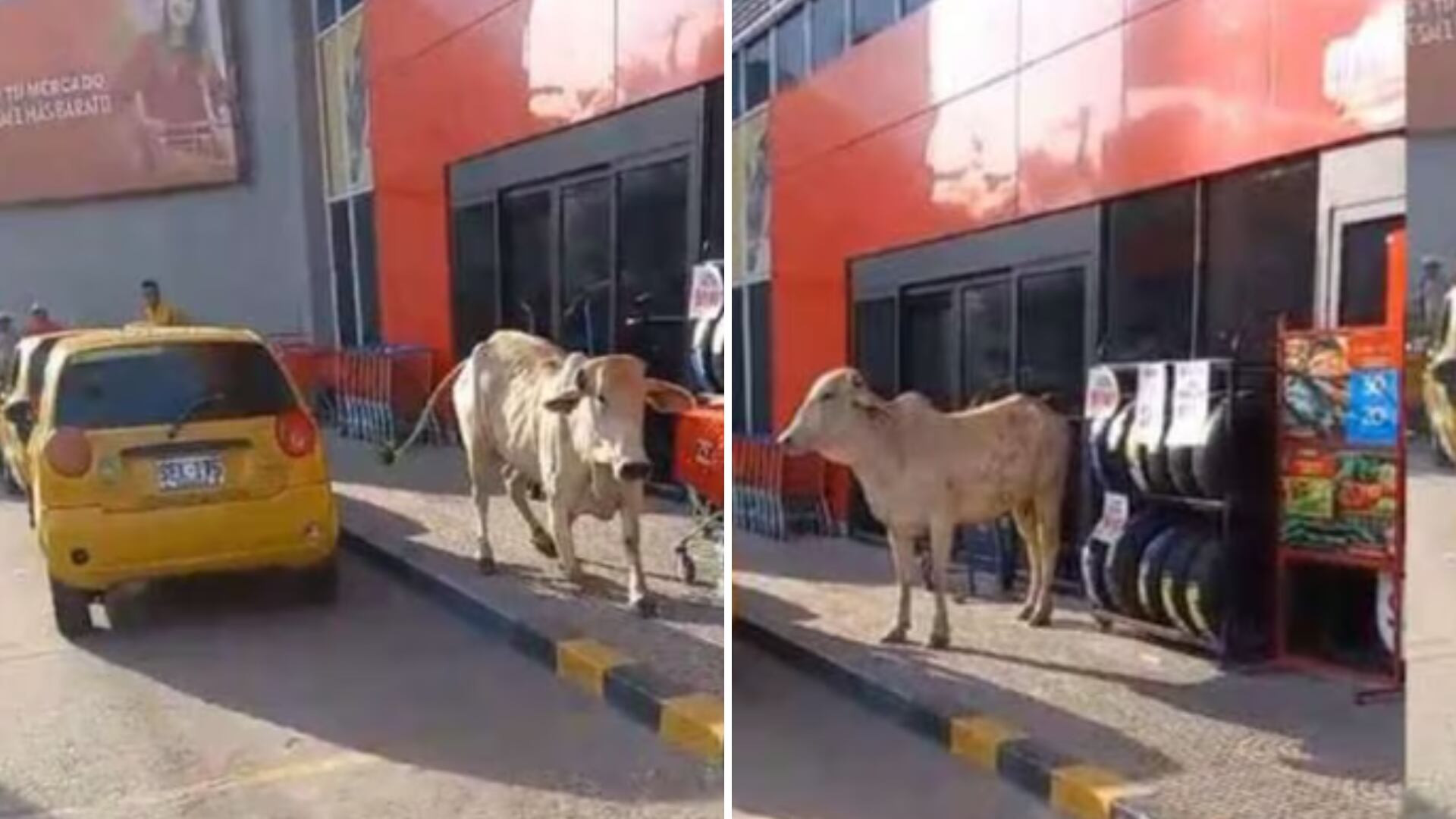 El animal fue captado en diferentes zonas de la ciudad.