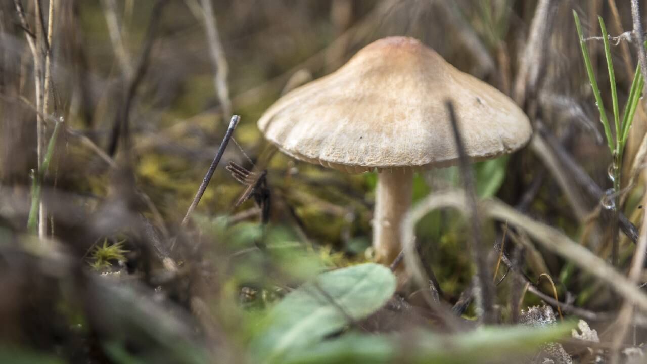 Las autoridades sospechan que la tragedia fue causada por hongos venenosos.