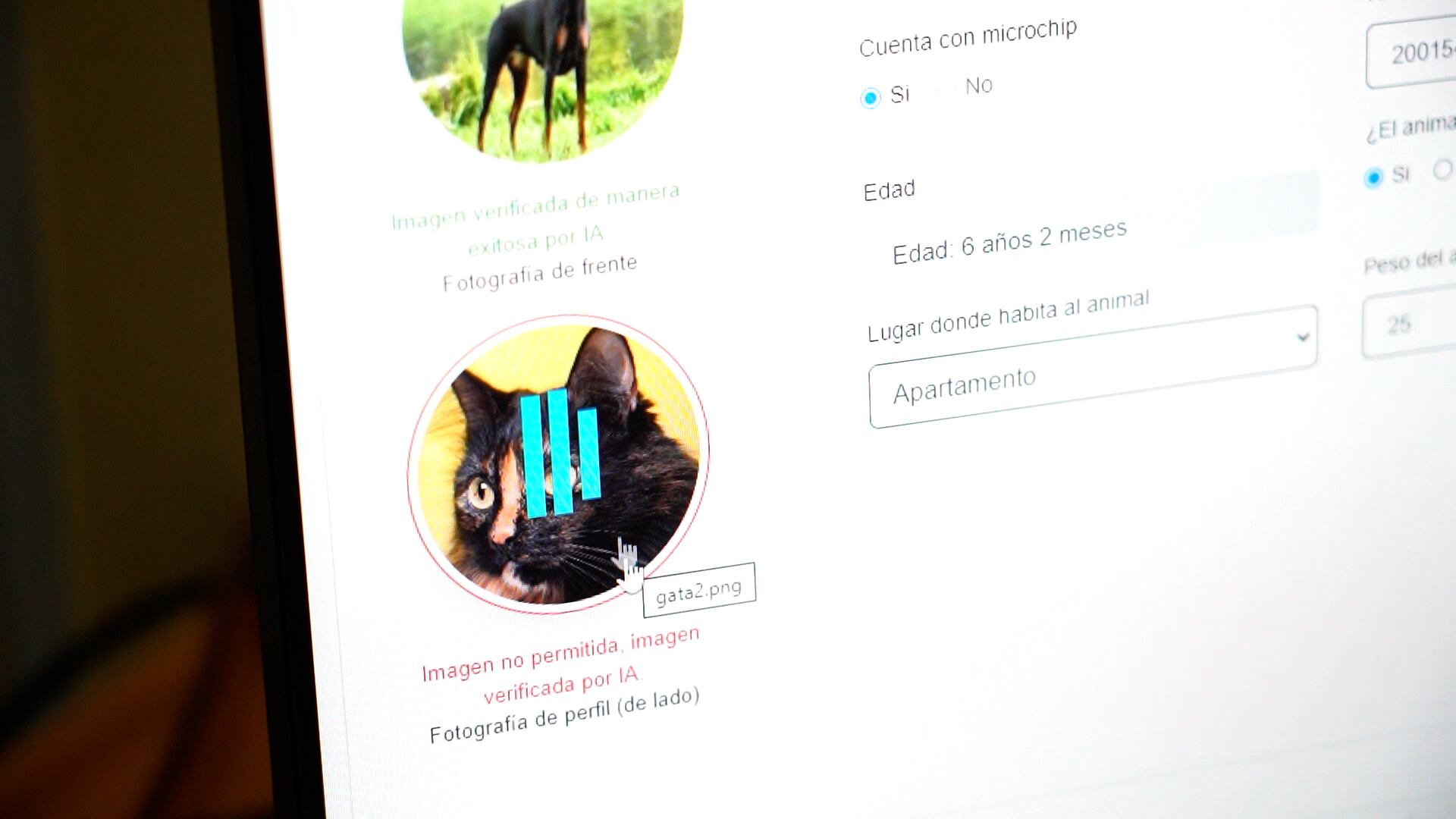 Censo de mascotas en Medellín.