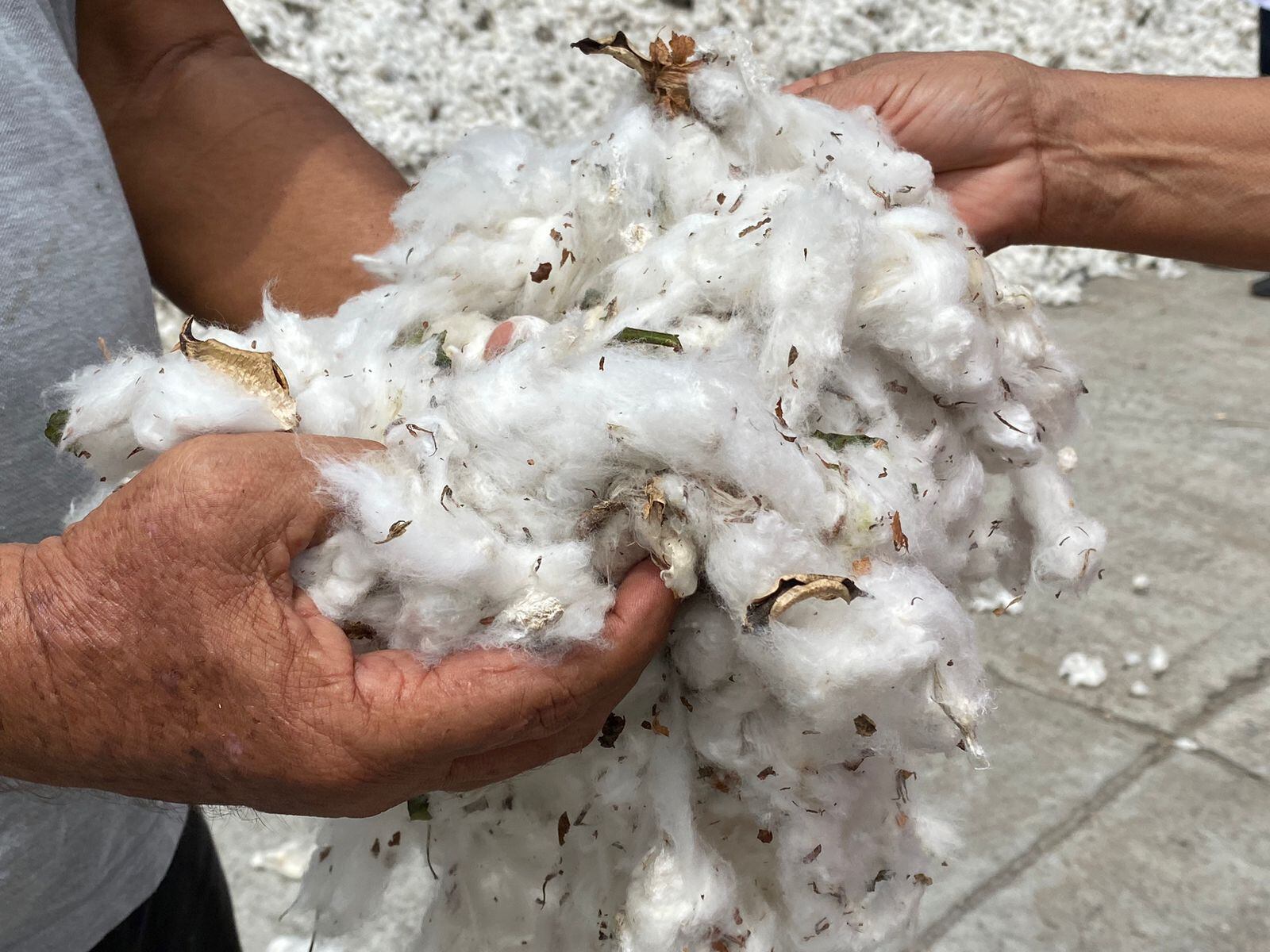 Advertencia de algodoneros en Colombia