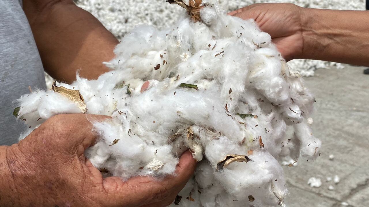 Gremio de los algodoneros advirtió que se verían perjudicados con la reducción del impuesto.