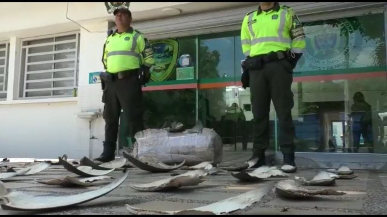 450 aletas de tiburón fueron incautadas en Barranquilla
